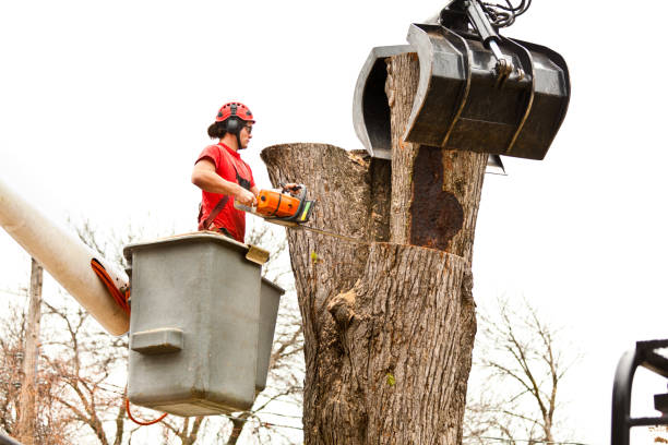 How Our Tree Care Process Works  in  South Portland, ME